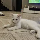 قطتين صغيرة للتبني العمر 4 شهور