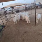 لدينا الحري و التيوس الصوماليه