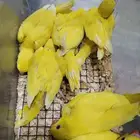 للبيع فروخ دره غر لتينو الموقع الدمام القطيف للتواصل 0544055