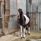 عنز هولنديه دافع