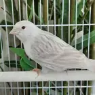 ساتيني كلاسك