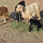 غنم معزا مصرية يتبعها بهم