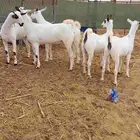 جفار بيشيات منوة القناي