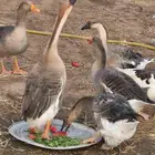 امهات بط و وز عراقي بيع مستعجل