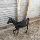 للبيع تيس طيب