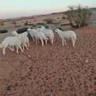 بهم حري كله خرفان