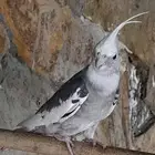 طائر الكروان ذكر هولندي