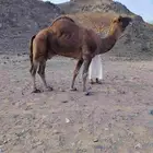 جمل أحمر ساحلي