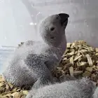 فرخ كاسكو انتاج محلي