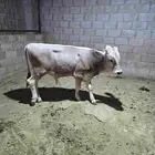 ثور للبيع