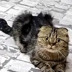 سكوتش فولد شكل( صغير الحجم)