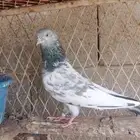أنثى مام دين عليها حجول الاستاذ سليم الشامي