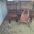 معزا دفيع للبيع