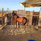 مهر شعبي عمره قريب سنة