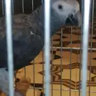 طير كاسكو البيع