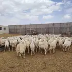 غنم للبيع حريه حرش