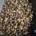 تمر جاهز للي يبي يكبسه للدبس