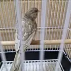 كناري تغريذ