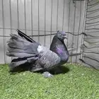 (تم البيع)رقاص امريكي