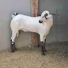تيس بيشي اكحل فحل
