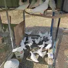 حمام فرنسي سوبر جامبو ملكي