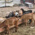 تيوس وعنقان سمان فل شحم