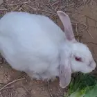ارنب فرنسي