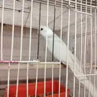 ذكر كروان هولندي