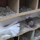 حمام مشكل