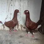 مخاليف مساويد حمر