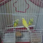 3 birds only SR 150 with cage.