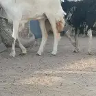 رخله حريه حرشا طيبه فرع ونعجه نجدية ا