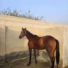 حصان انقليزي