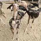 فروخ شامو الماني