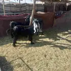 للبيع معزاء 3 طيبات وسليمه اشباب