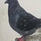 زوج كنج