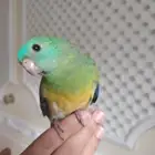 فرخ براكيت أليف جداً مفطوم.