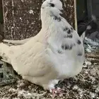 ذكرين فرش