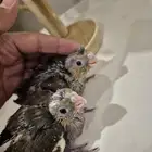 فرخ كروان غر غر العدد 2