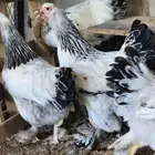 براهما كولمبي