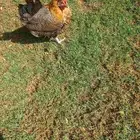 دجاجة بلدي رقاد بياضه