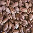 بذور و نواة الفواكة و الخضار