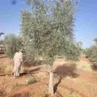 لتوريد الزيتون بكل المقاسات