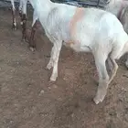 رخل بلدي للبيع