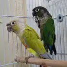 Pair of Green Cheek Conure with American Dallot Product SOLD