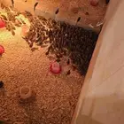 صوص فيومي شبابي