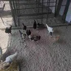 دجاج بلدي وفيومي
