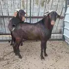 تيوس دهم فواخر