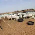 غنم حريات دفيع ومضاريع