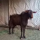 تيس ادهم اجم فحل كفو